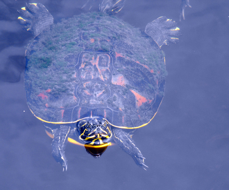 North Port, FL: Turtle