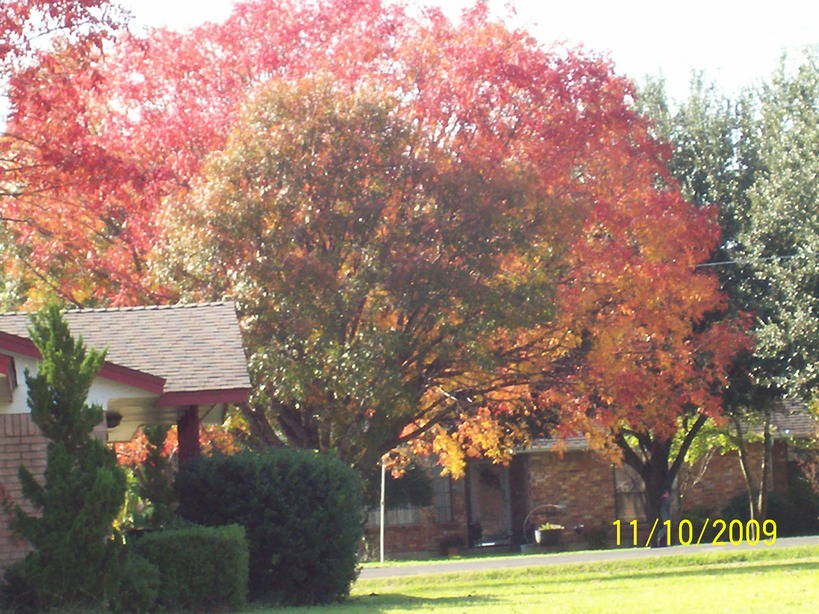 Oak Leaf, TX: Fall 2009