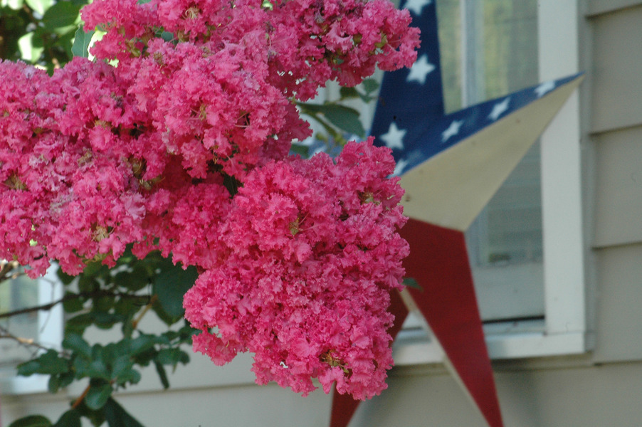 Leesburg, VA: Flag and florals in Leesburg VA