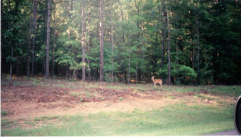 Pelham, AL: Pelham: Touring Oak Mountain State Park...there is an abundant amount of wildlife at each turn (deer spotted at roadside)
