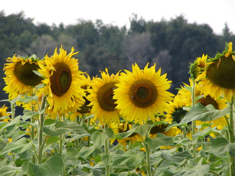 Rockton, IL: just out of town is this sunflower field. Very beautiful