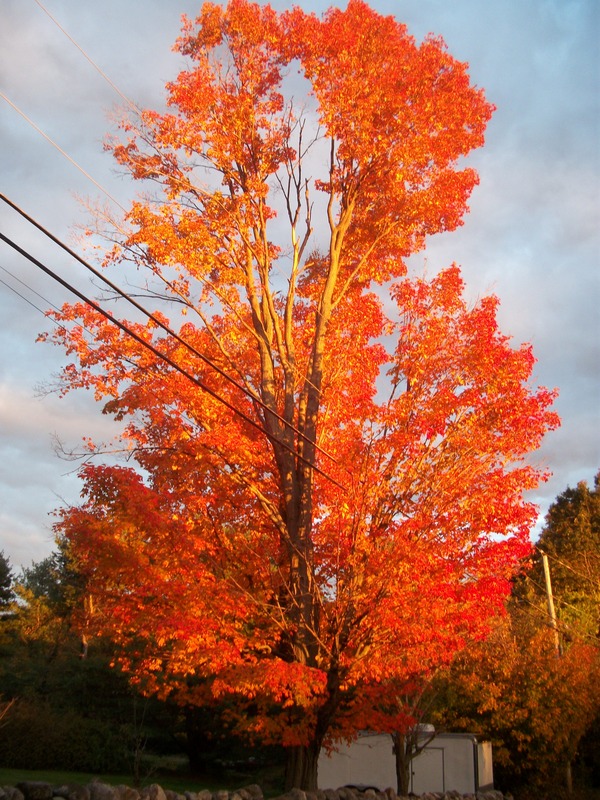 Windham, NH: Fall foliage on Kendall Pond Road