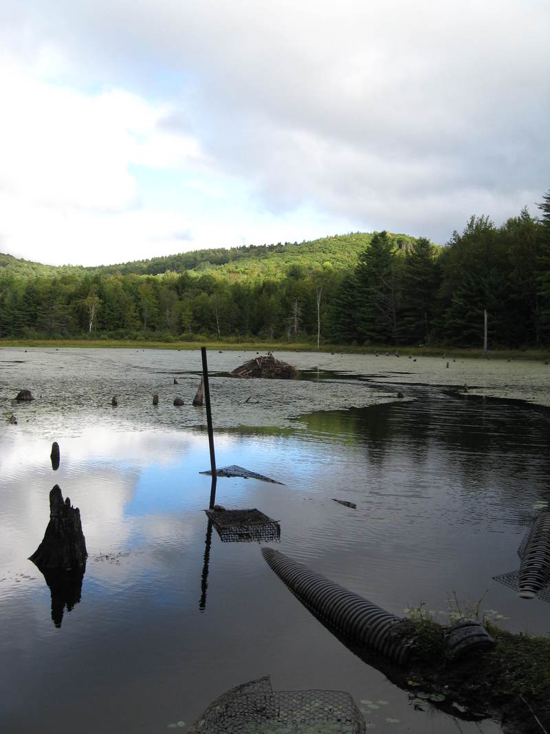 Athens, VT Beaver Pond on Reed Rd. photo, picture, image (Vermont) at