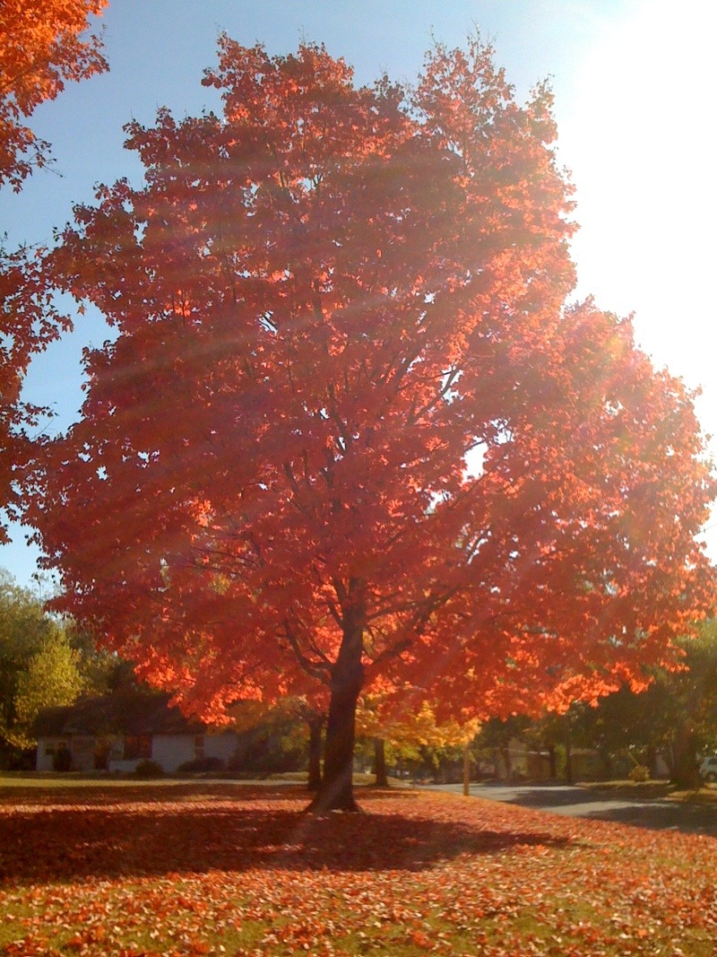 Boaz, AL: A beautiful tree near Boaz Library during the fall.