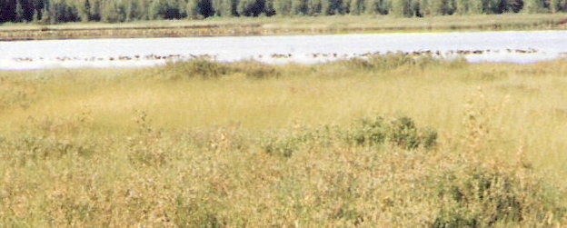 Willow, AK : Willow wildlife: flock of geese in water