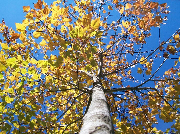 Sauk Rapids, MN: A gorgeous fall tree