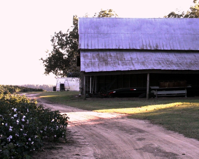 Metter, GA Metter Farm photo, picture, image at
