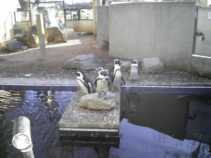 Watertown, SD: The beautiful Penguins at our Lovely zoo