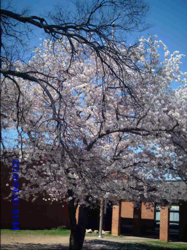 Tarrant, AL: Tarrant Elementary School with the beautiful Cherry tree