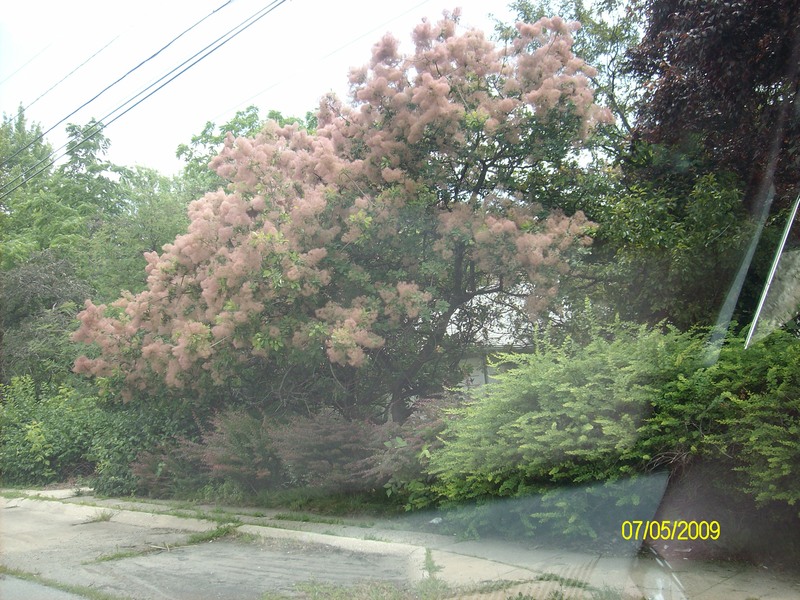 Saginaw, MI: Pink Japan tree on Rust Street in Saginaw Michigan