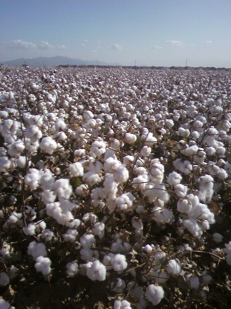 Buckeye, AZ: The picture is of the Cotton Field in full bloom on Miller Road in Buckeye behind the Rancho Vista Community