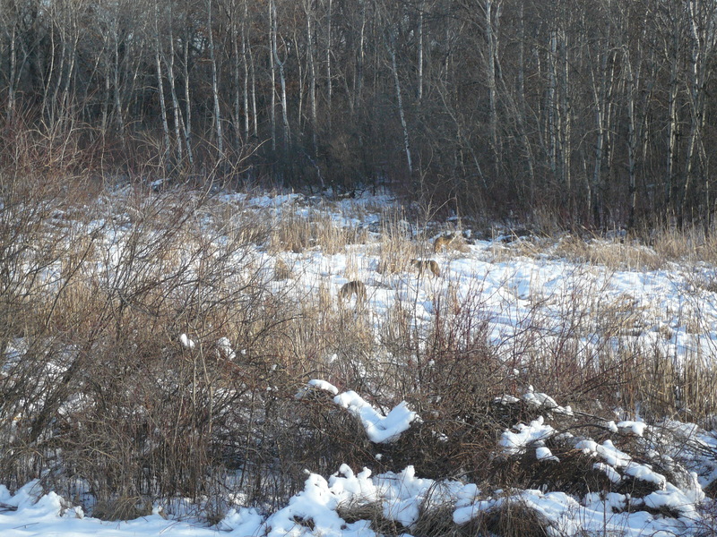 Woodbury, MN: Coyote behind our townhome in Ojibway Park