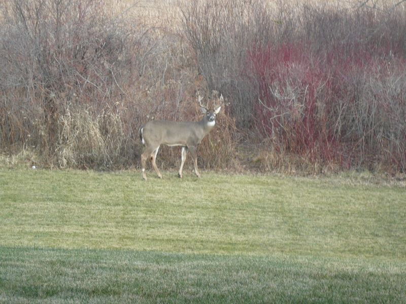 Woodbury, MN: Buck behind our townhome in Ojibway Park