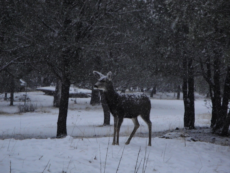 Ruidoso, NM: A postcard photo of Deer in the snow