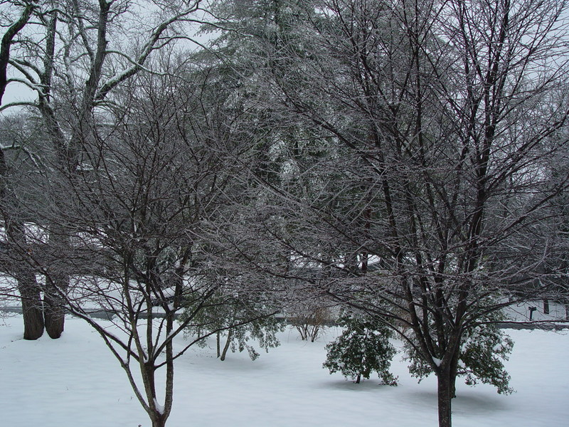 Brevard, NC: Snow - Feb 2008