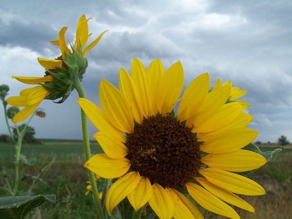 Hays, KS: Sunflowers in the ditch while walking along the perimeter of Hays
