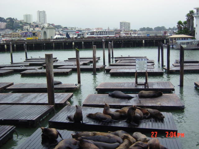 San Francisco, CA: Sea Lions at Fisherman's Wharf