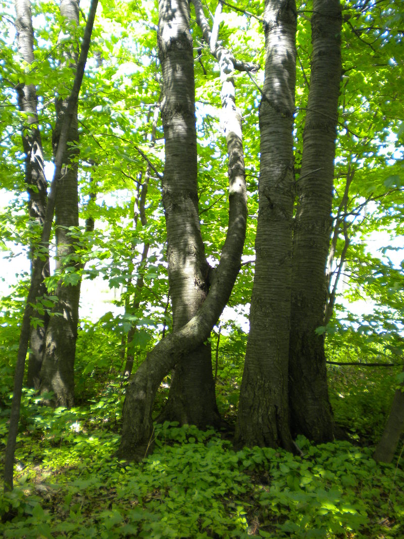 Fenton, MI: Trees kissing in Fenton Michigan