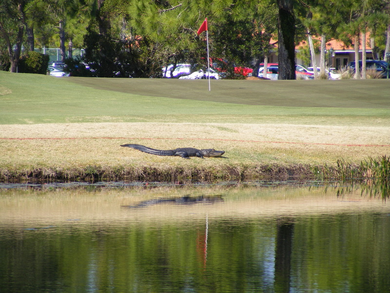 Englewood, FL: 18th Green, Oyster Creek G&CC, From my back door.