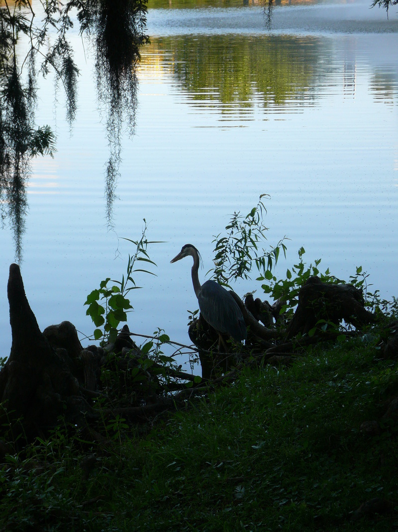 Orangeburg, SC: Pond in Edisto Memorial Gardens