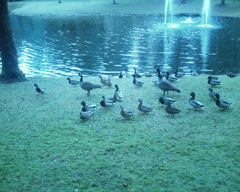 Federal Way, WA: ducks at the little pond in the cove east apt.