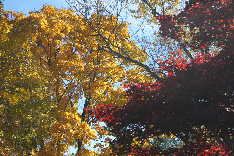 Towson, MD: Fall trees dripping with color