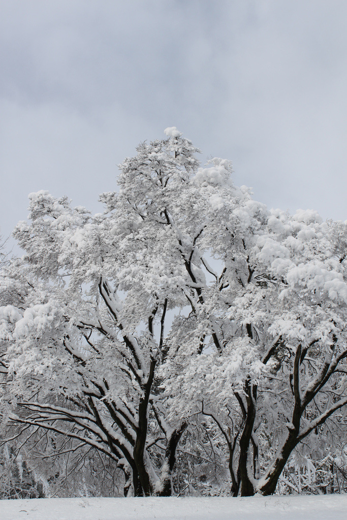 Towson, MD: Snow laden trees at Towson High School