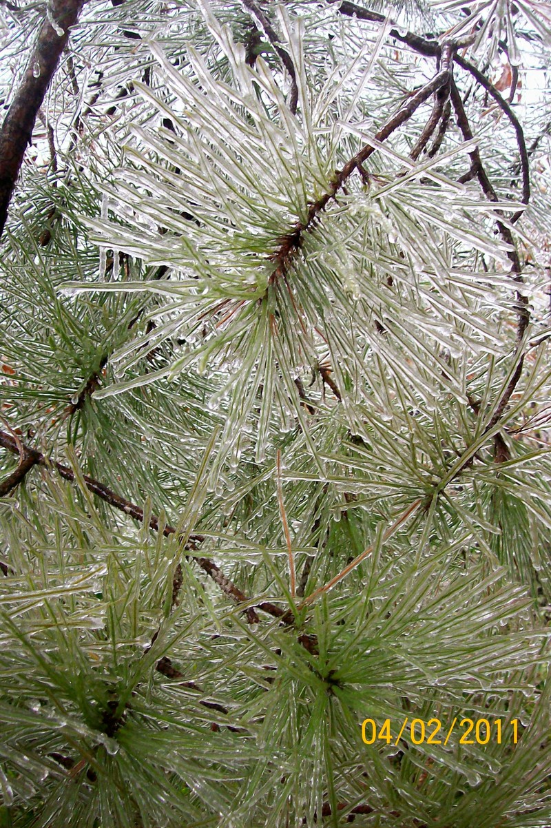 Pineville, LA: Icey Pine Feb 2011