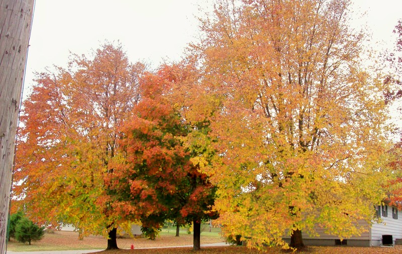 Hartville, MO: Fall Time Trees