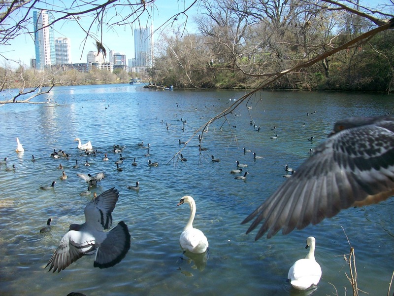 Austin, TX: Swans and other water fowl float on Lady Bird Lake with the skyline of downtown Austin in the background, while pigeons fly through the scene.