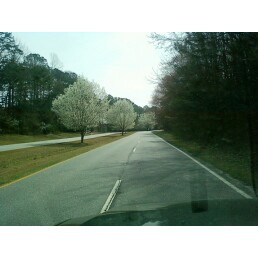 Peachtree City, GA: Blooming trees in February