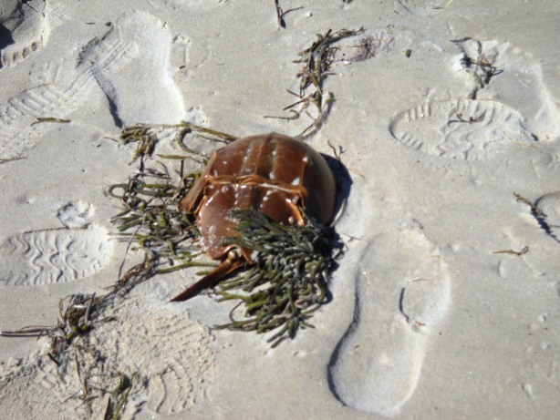 West Yarmouth, MA: Horseshoe Crab