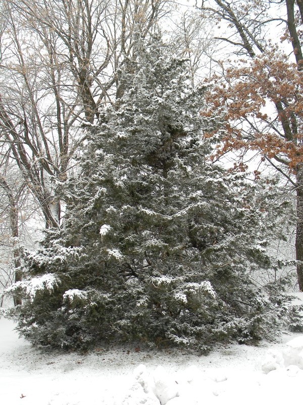 North Branch, MN: the prefect christmas trees