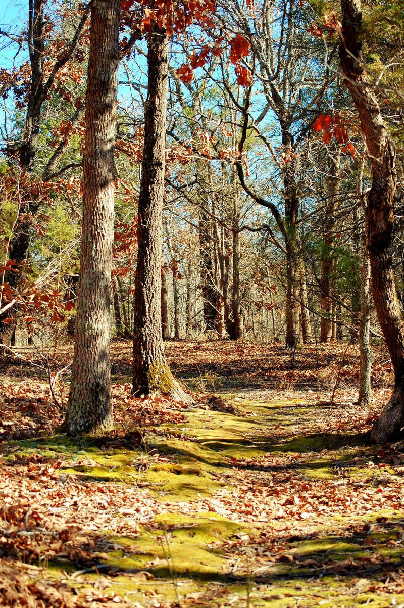 Athens, TX: The path less traveled at East Texas Arboretum, Athens Texas