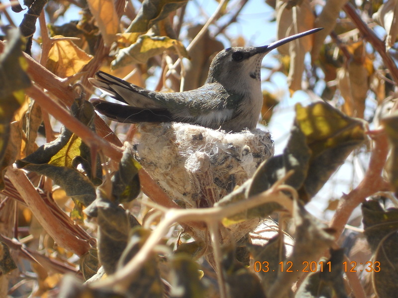 Maricopa, AZ: Hummingbird nesting in my front yard at Tortosa March 2011