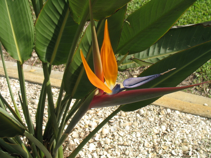 Port Charlotte, FL: Bird of Paradise in our backyard
