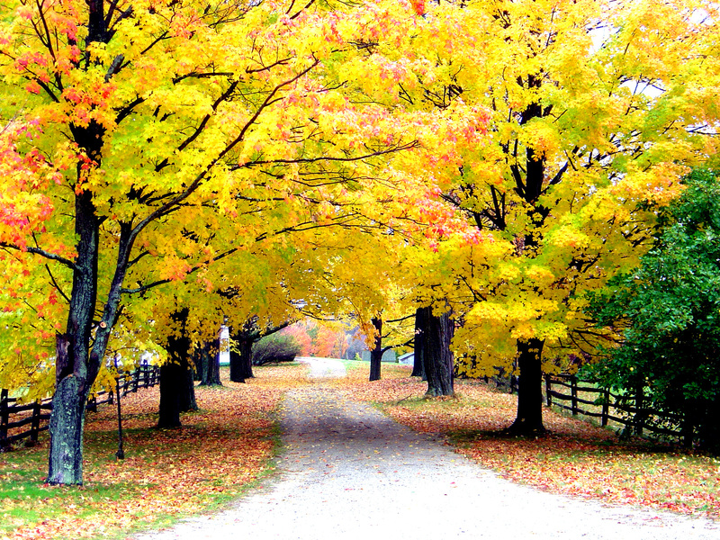 Hollis, NH: Autumn Glory