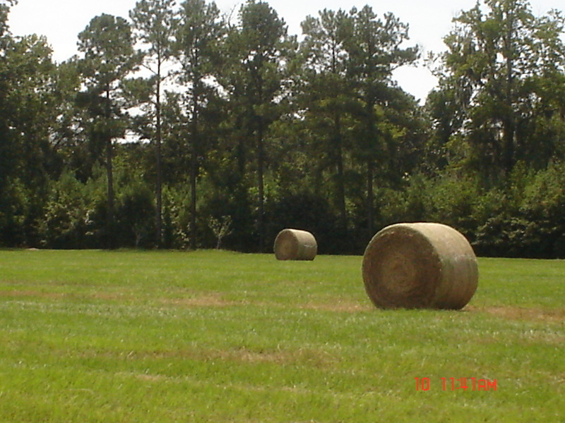 Quincy, FL: Farm Land in Mt. Pleasant