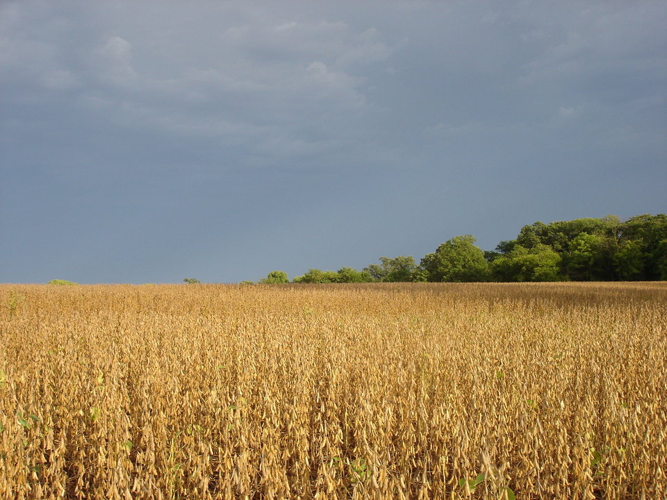 Abingdon, IL : Rural Abingdon, IL. in early fall