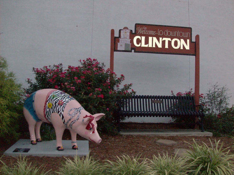 Clinton, NC: Beautiful pigs in clinton