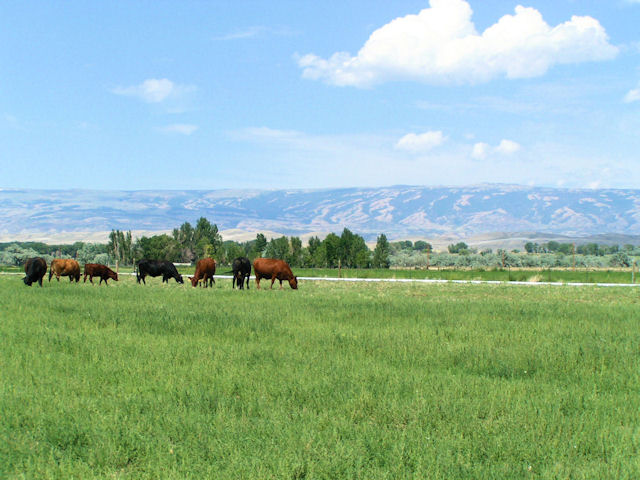 Frannie, WY: Pryor Mountains as seen from Frannie