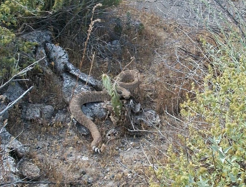 Black Canyon City, AZ: Coiled rattlesnake East of I-17 near Black Canyon City