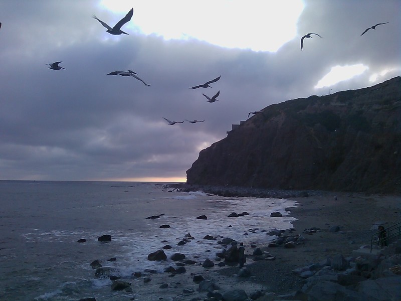 Dana Point, CA: Dana Rocks and Gulls
