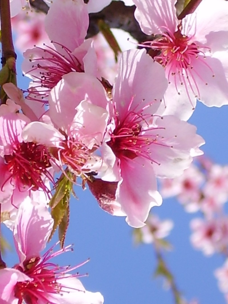 Hanford, CA: Peach blossoms in an orchard on 12th Ave near Elder Ave Hanford.