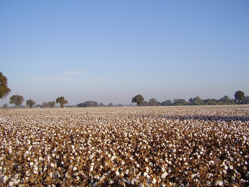 Hanford, CA: Cotton field on Grangeville Blvd outside of Hanford CA.