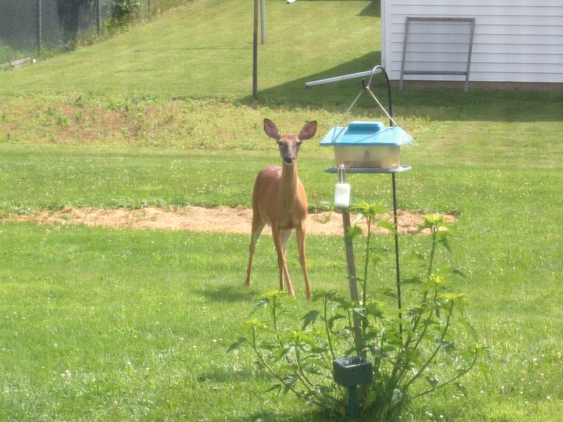 Elmira, NY: This deer visited our yard this morning, 6/19/2011, and comes quite often.