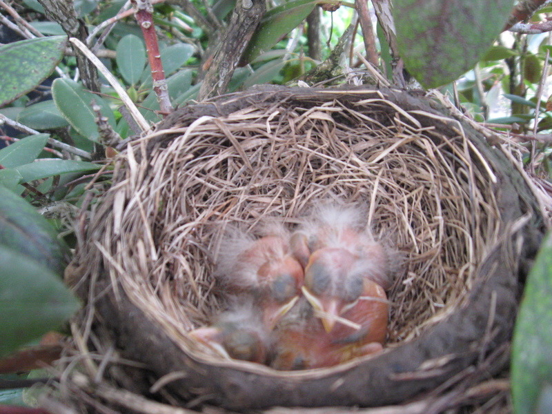 Ulysses, PA: Ulysses has it's share of newborn robins