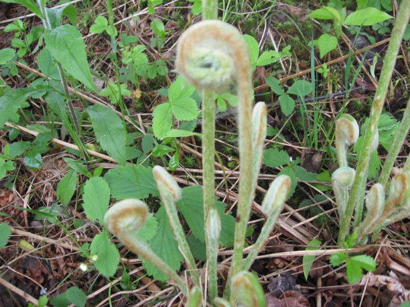 Ulysses, PA: Indian Pipe plant