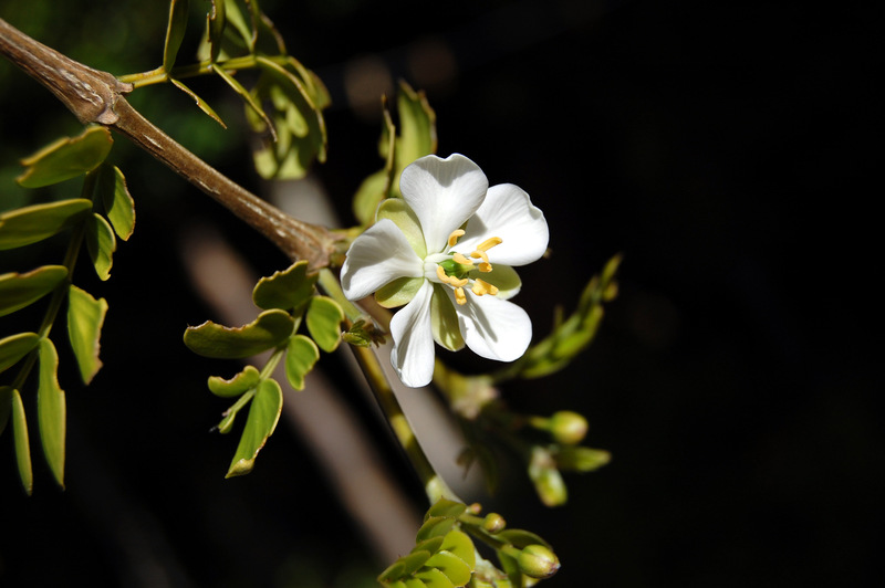 Islamorada, FL: White Lignum Vitae Flower
