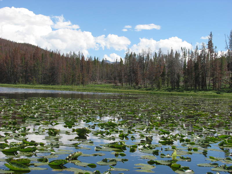Lyman, WY: lillypad lakes with mountain